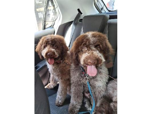 Κουτάβια Lagotto Romagnolo